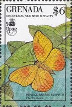 Orange-barred Sulphur (Phoebis philea)