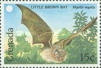 Little Brown Bat (Myotis myotis)