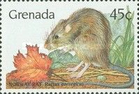 Norway Rat (Rattus norvegicus)
