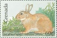 European Rabbit (Oryctolagus cuniculus)