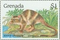 Water Opossum (Chironectes minimus)