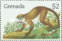 White-nosed Ichneumon (Cercopithecus schmidti) (see Descript