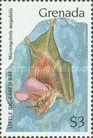 Little Big-eared Bat (Micronycteris megalotis)