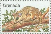 Robinson´s Mouse Opossum (Marmosa robinsoni)