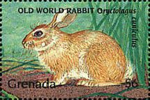 European Rabbit (Oryctolagus cuniculus)