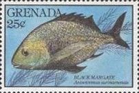 Black Margate (Anisotremus surinamensis)