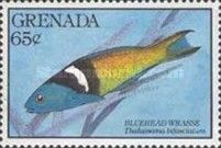 Bluehead Wrasse (Thalassoma bifasciatum)