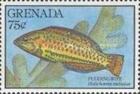 Puddingwife Wrasse (Halichoeres radiatus)