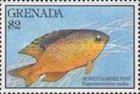 Honey Damselfish (Eupomacentrus mellis)