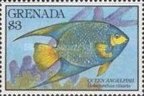 Queen Angelfish (Holacanthus ciliaris)