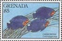 Cherubfish (Centropyge argi)