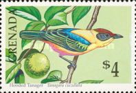 Hooded Tanager (Tangara cucullata)