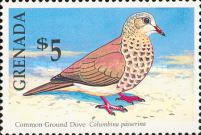 Common Ground Dove (Columbina passerina)