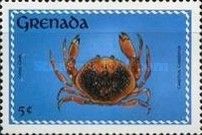 Batwing Coral Crab (Carpilius corallinus)