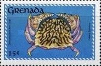 Flamestreaked Box Crab (Calappa flammea)