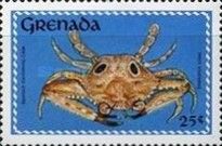 Occellate Swimming Crab (Portunus sebae)