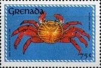 Sally Lghtfoot Crab (Grapsus grapsus)