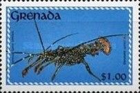 Spotted Spiny Lobster (Panulirus guttatus)