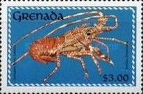 Gibbon Furrow Lobster (Justitia longimana)