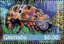 Spanish Lobster (Scyllarides aequinoctialis)
