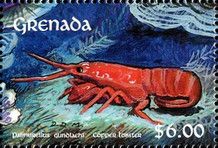 Furry Lobster (Palinurellus gundlachi)