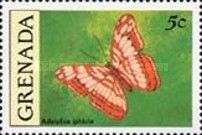 Iphiclus Sister (Adelpha iphiclus)