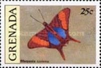 Corinna Daggerwing (Marpesia corinna)