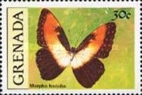Sunset Morpho (Morpho hecuba)