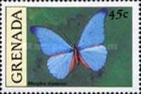 Blue Morpho (Morpho rhetenor)