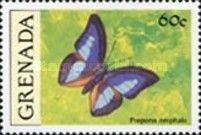 Laertes Prepona (Prepona omphale)