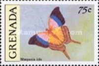 Sunset Daggerwing (Marpesia iole)