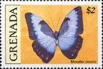 Cisseis Morpho (Morpho cisseis)