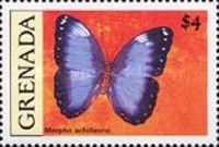 Helenor blue morpho (Morpho achilleana)