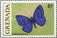 Butterfly (Calliona argenissa)