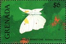 White-angled Sulphur (Anteos clorinde)