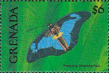 Butterfly (Prepona pheridamas)