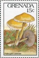 Psilocybe cubensis