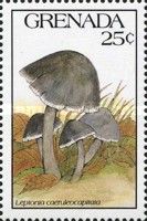 Leptonia caeruleocapitata