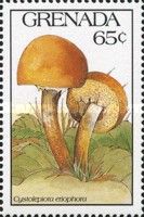Cystolepiota eriophora