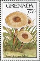 Chlorophyllum molybdites