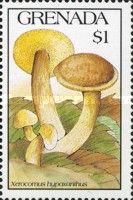 Xerocomus hypoxanthus