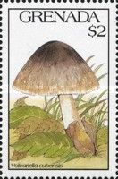 Volvariella cubensis