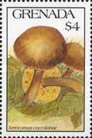 Xerocomus coccolobae