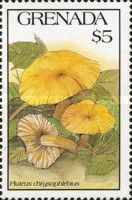 Pluteus chrysophlebius