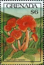 Hygrocybe miniata