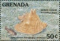Conchfish, Queen conch