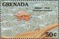 Hermit crab