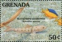 Bluestripe lizardfish
