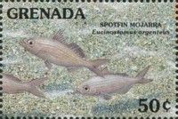 Spotfin mojarra
