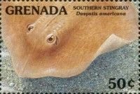 Southern stingray